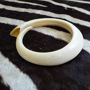 Vanuatu Pig Tusk