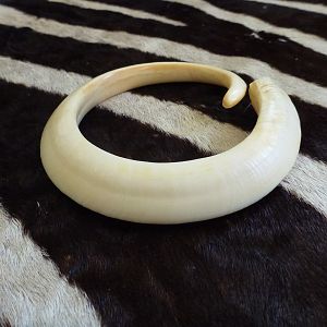 Vanuatu Pig Tusk