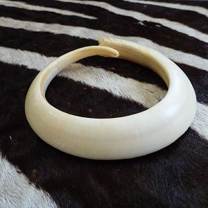 Vanuatu Pig Tusk