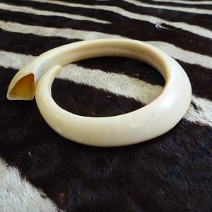 Vanuatu Pig Tusk