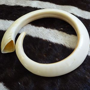 Vanuatu Pig Tusk