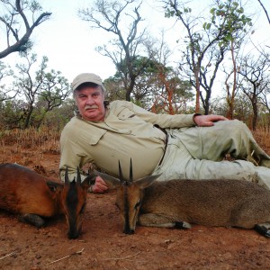 Red flanked and western bush duiker