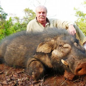 Giant forest hog