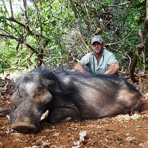 Old and blind Giant forest hog