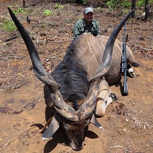 Big Eland bull