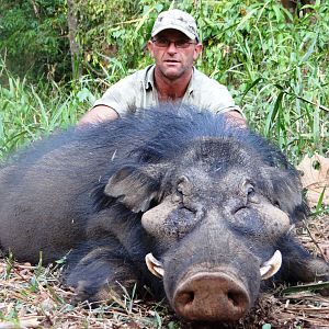 Giant forest hog