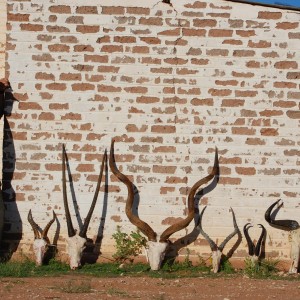 Trophies Namibia