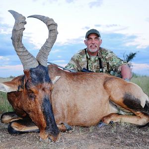 Red Hartebeest Namibia