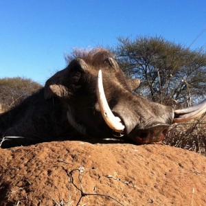 WARTHOG HUNTING...