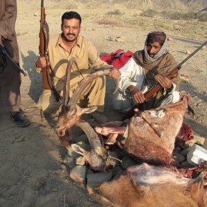 Ibex Pakistan