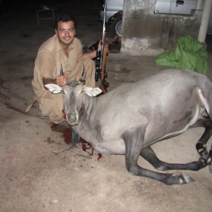 Nilgai