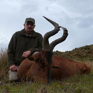 Hartebeest