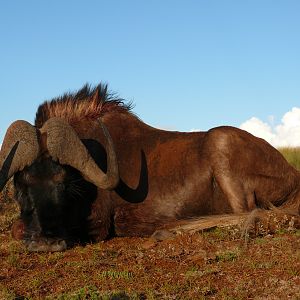 Black Wildebeest