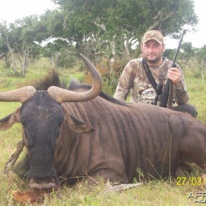 Blue Wildebeest