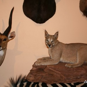 Caracal Full Mount