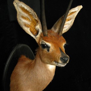 Number 2 Rowland Ward Steenbok