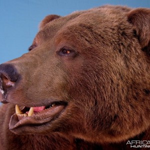 Bear Taxidermy