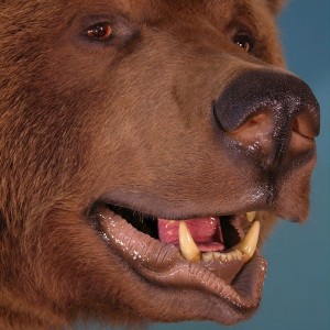 Bear Taxidermy