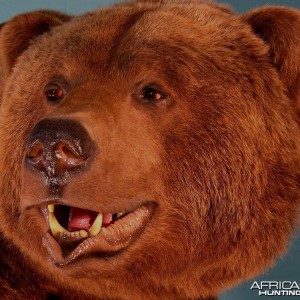 Bear Taxidermy