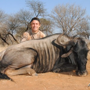 Blue Wildebeest - Spiral Horn Safaris