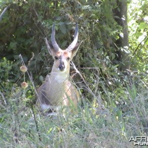 Bushbuck