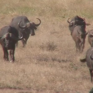 Cape Buffalo Bull