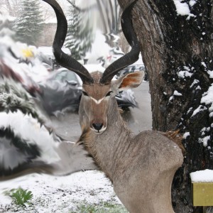 Kudu Snow