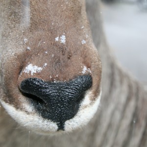 Kudu Nose Snow