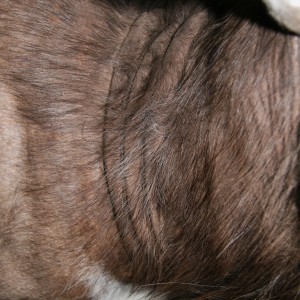 Nyala Neck detail