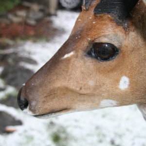 Bosbok Eyelashes