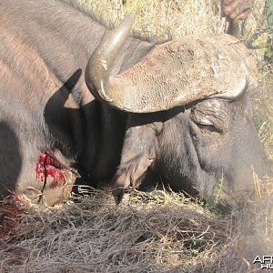 Bowhunting Buffalo