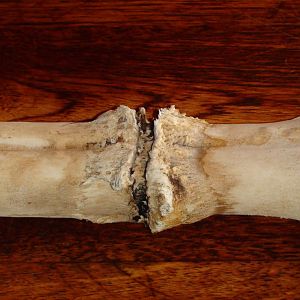 Giraffe bone