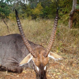 Waterbuck