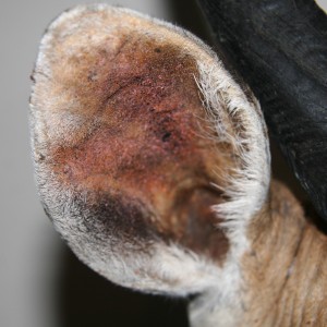 Bushbuck ear