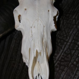 Impala Skull