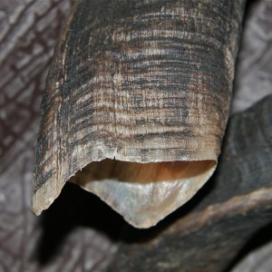 Kudu Horn base