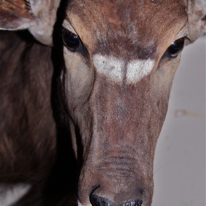 Nyala Face