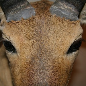 Reedbuck Face