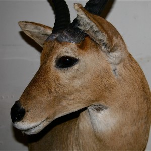 Reedbuck_sideview