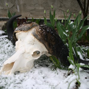 Buffalo in the Tulips