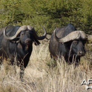 Buffalo - Wintershoek Johnny Vivier Safaris in South Africa