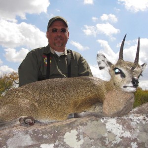 Klipspringer