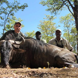 Blue Wildebeest