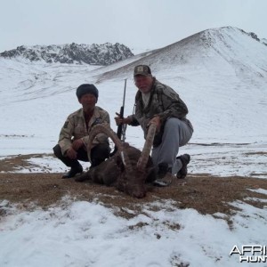 50 inch Ibex