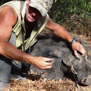 Giant Forest Hog in CAR