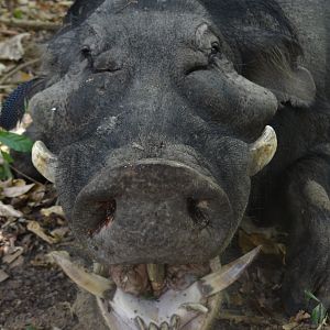 Giant Forest Hog in CAR