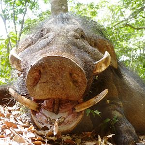 Giant Forest Hog in CAR