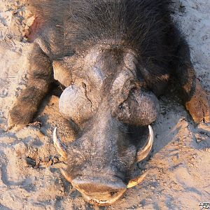 Giant Forest Hog in CAR