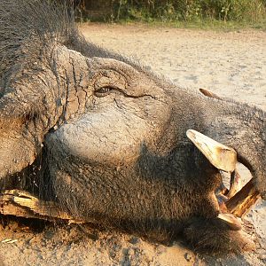 Giant Forest Hog in CAR