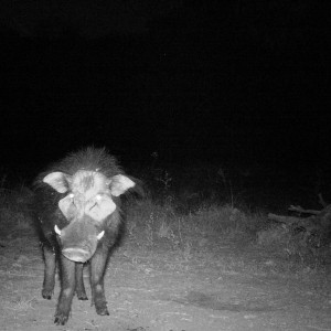 Giant Forest Hog in CAR